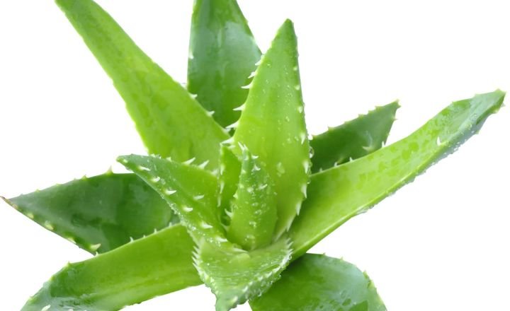 grow Aloe Vera