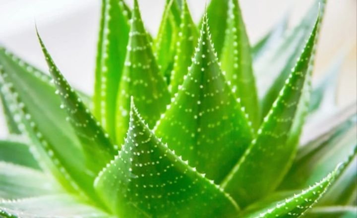 grow aloe vera