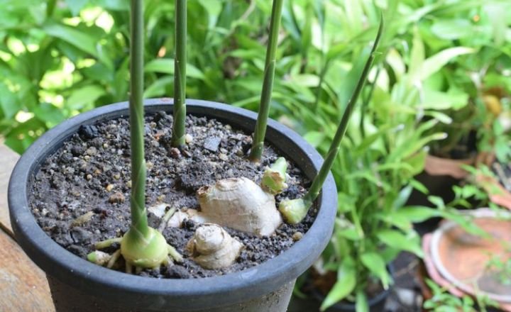 How to Grow Ginger