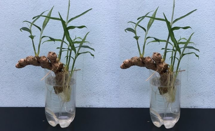 How to grow ginger at home