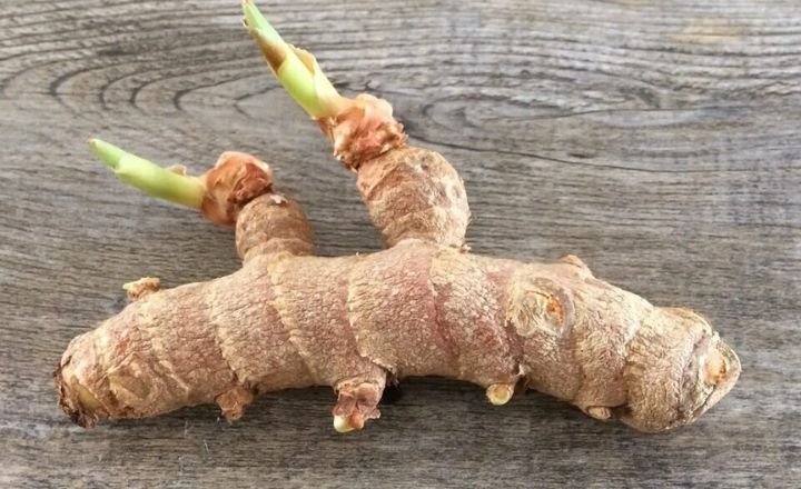 grow ginger