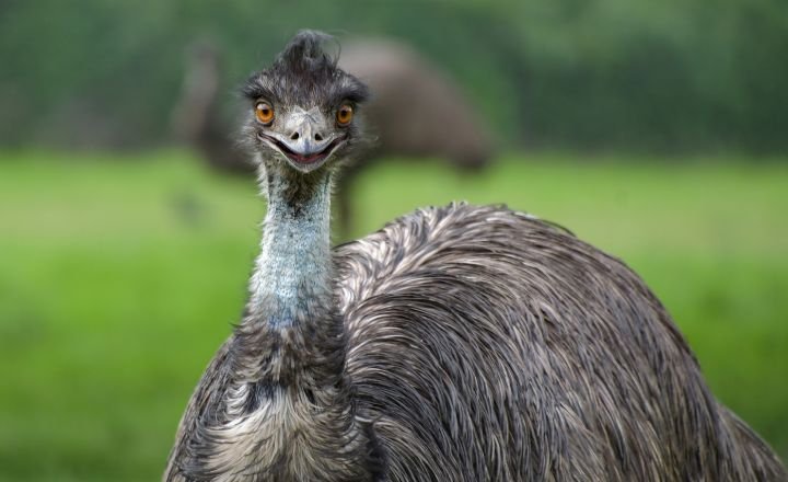 Are Emus Dangerous