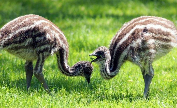 Are Emus Dangerous