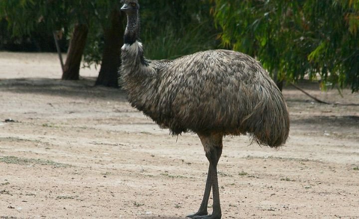 Are Emus Dangerous