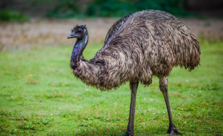 Are Emus Dangerous