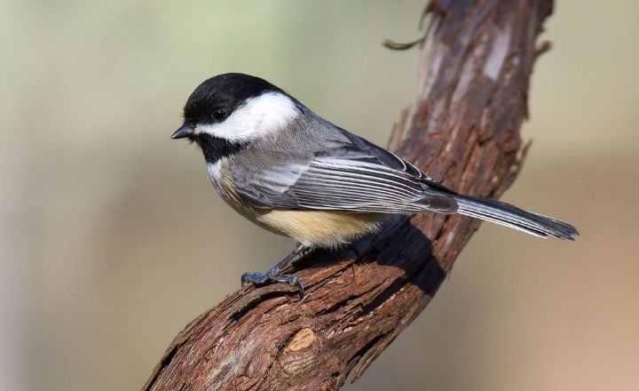 Black-Capped Chickadee Birds 
