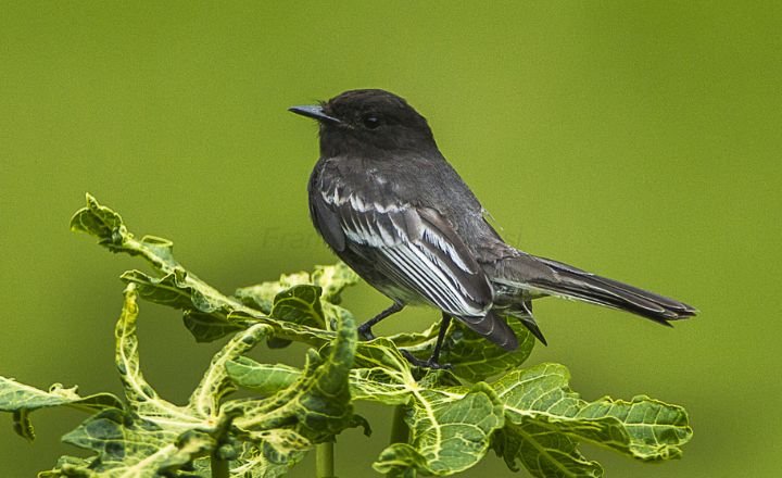 Black and White Birds 