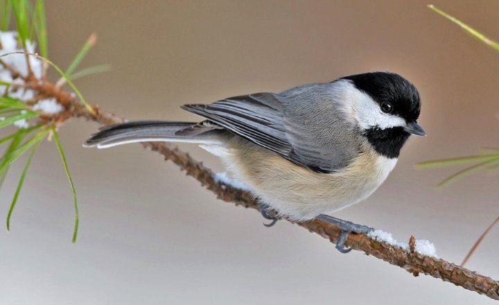 Carolina Chickadee Birds 