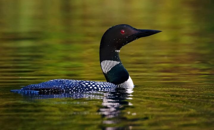 Common Loon Birds 