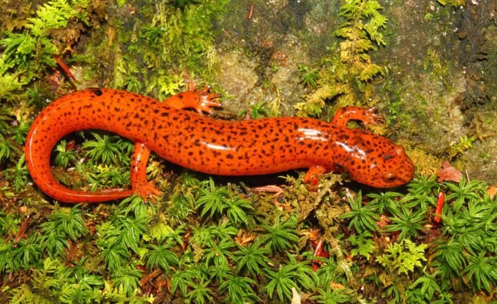 Different Types of Amphibians