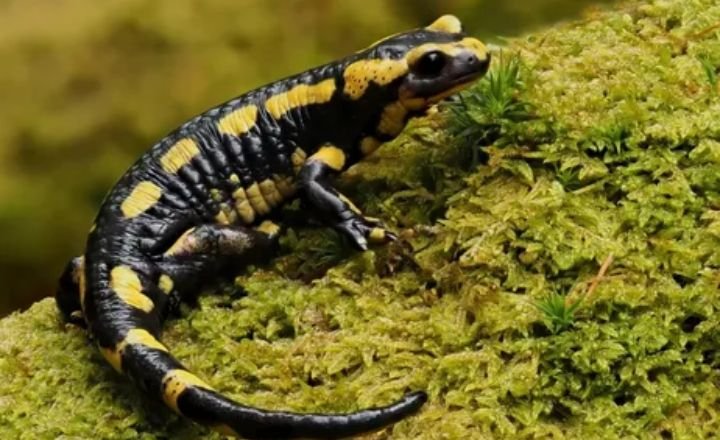 Fun Facts About Types of Amphibians