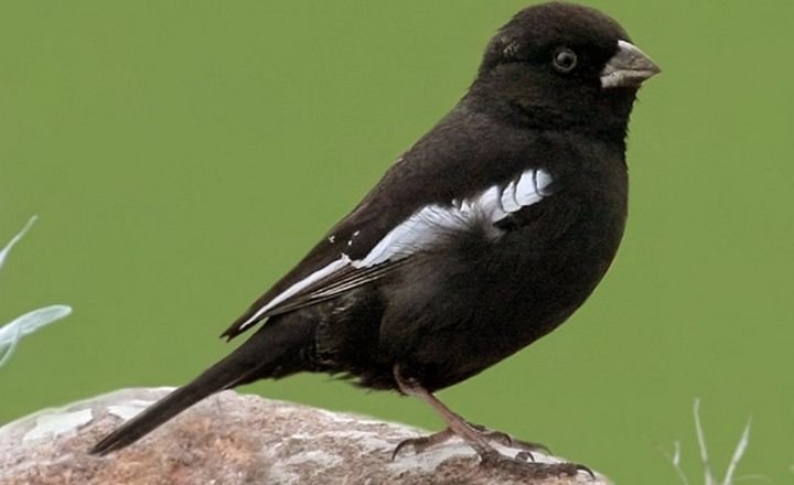 Lark Bunting Birds 