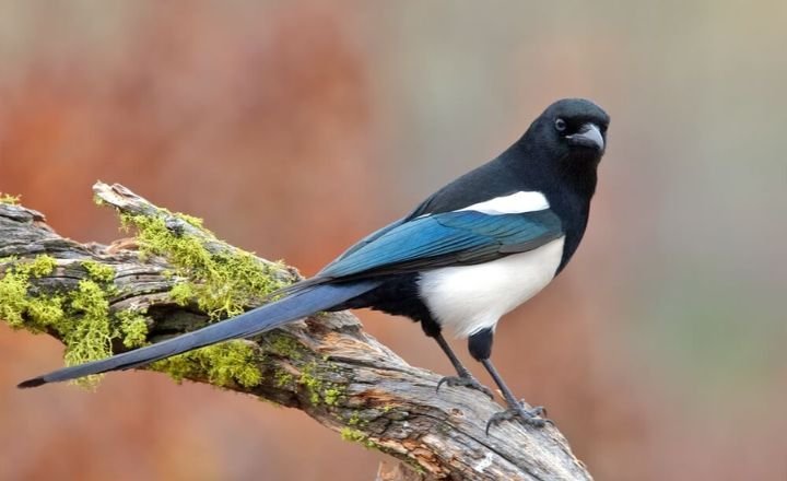 Black and White Birds 
