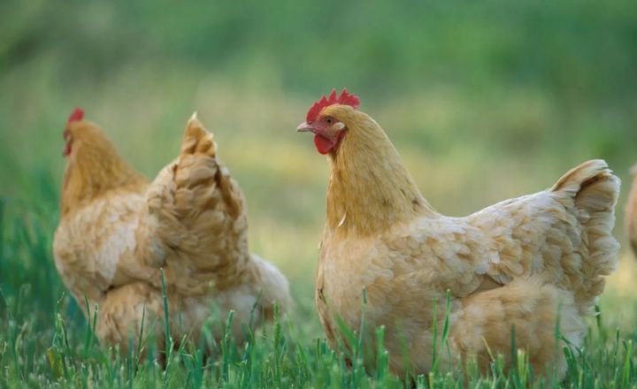 How to Start Poultry Farming