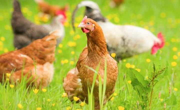 Start Poultry Farming