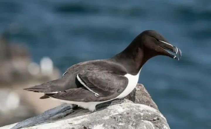 Black and White Birds 