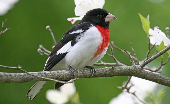 Black and White Birds 