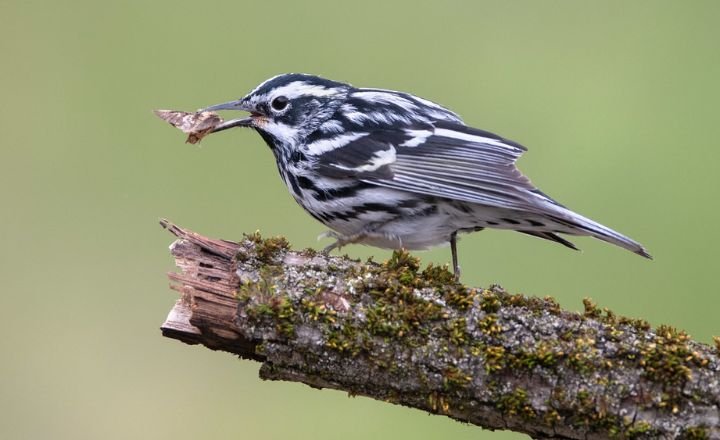 Downy or hairy Birds 