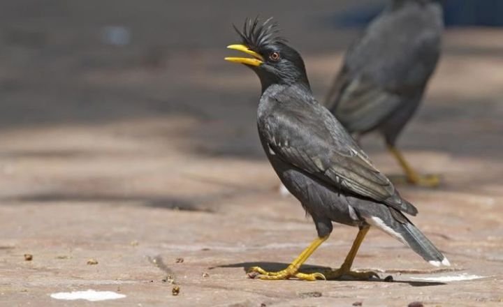 Black Birds With Yellow Beaks