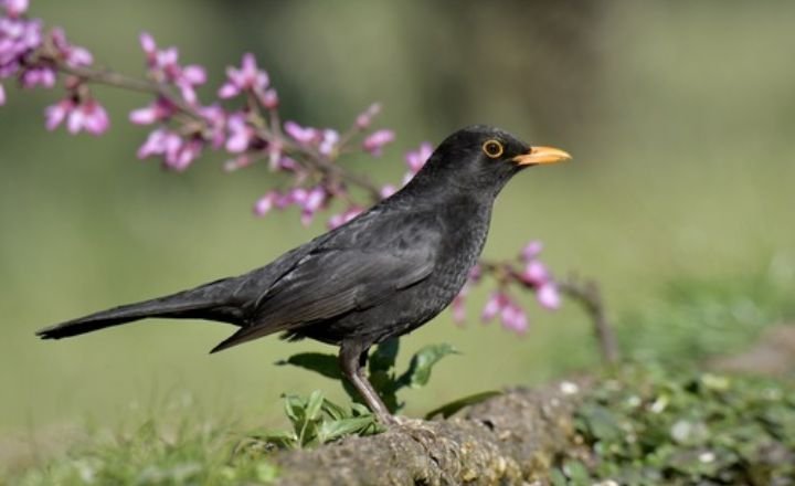 Black Birds With Yellow Beaks