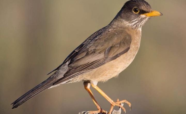 Black Birds With Yellow Beaks