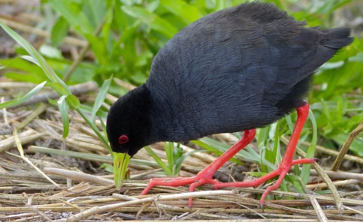 Black Birds With Yellow Beaks