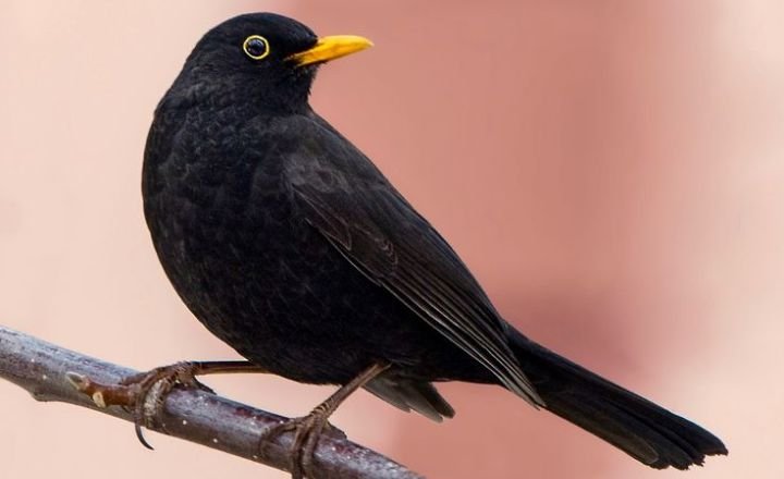 17 Black Birds With Yellow Beaks: How to Properly Identify Each Kind