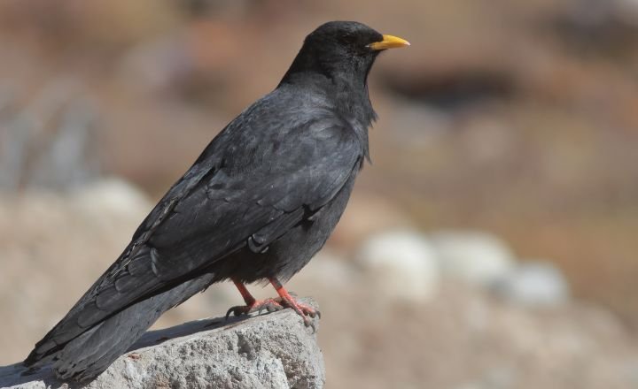 Black Birds With Yellow Beaks