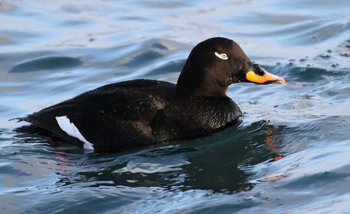 Black Birds With Yellow Beaks