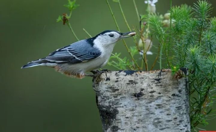 Black and White Birds 