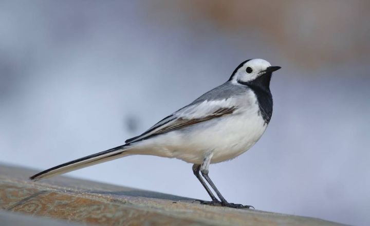 Black and White Birds 