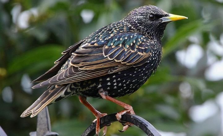 European Starling Birds
