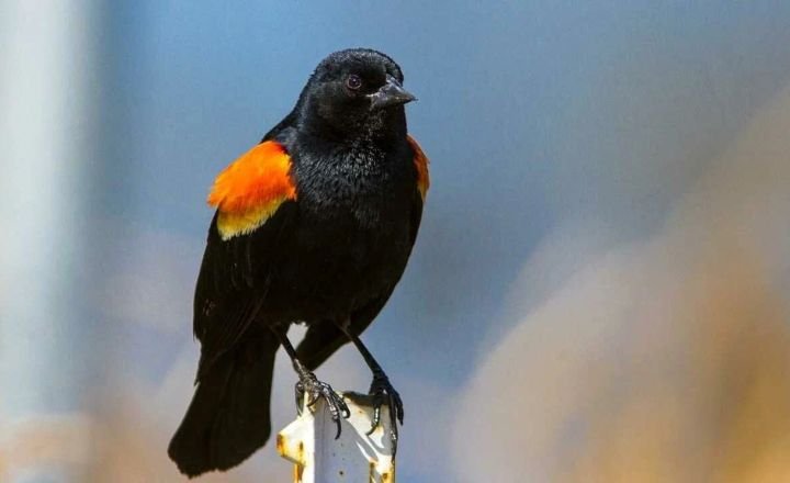 Red-Winged Blackbirds