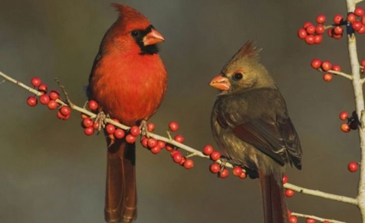 Birds That Look Like Cardinals