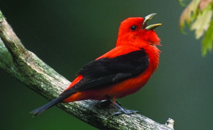 Birds That Look Like Cardinals