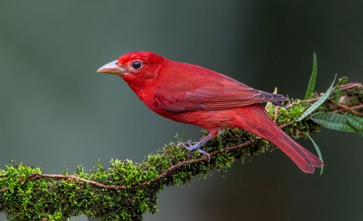 Birds That Look Like Cardinals