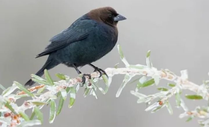 Types of Black Birds
