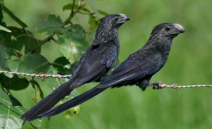Groove-Billed Ani