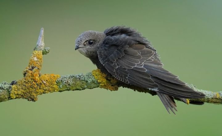 Types of Black Birds